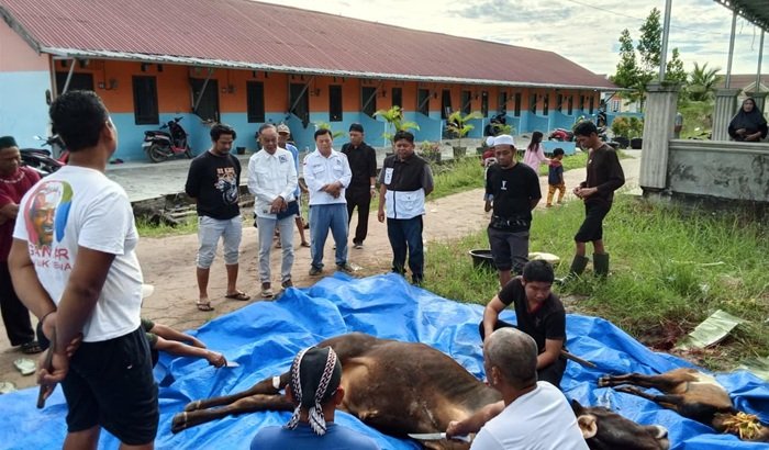 PSI Kalteng Sembelih Sapi Limosin Raksasa, Warga Assalam Sambut Antusias